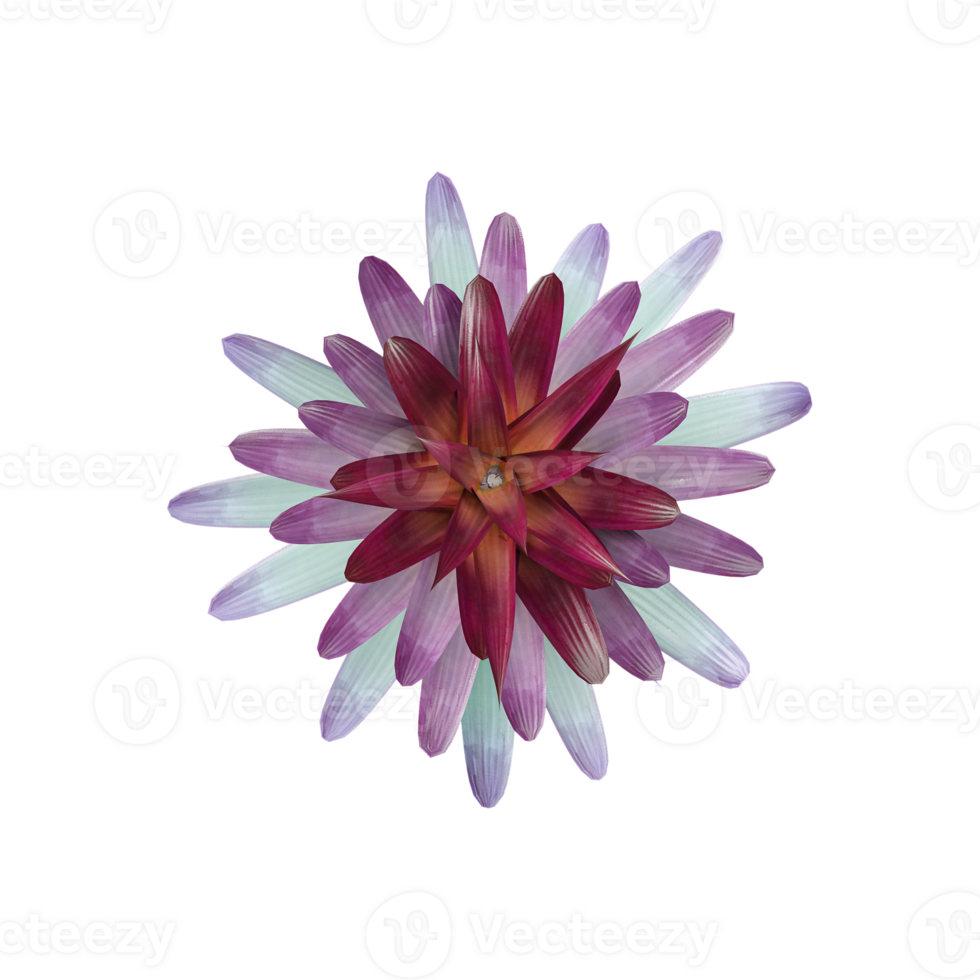 Beautiful Alcantarea imperialis garden plants, flower and trees