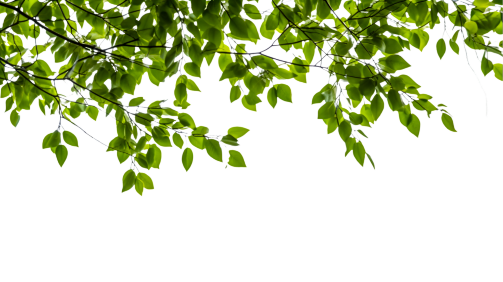 green leaves on a tree branch with a transparent background png