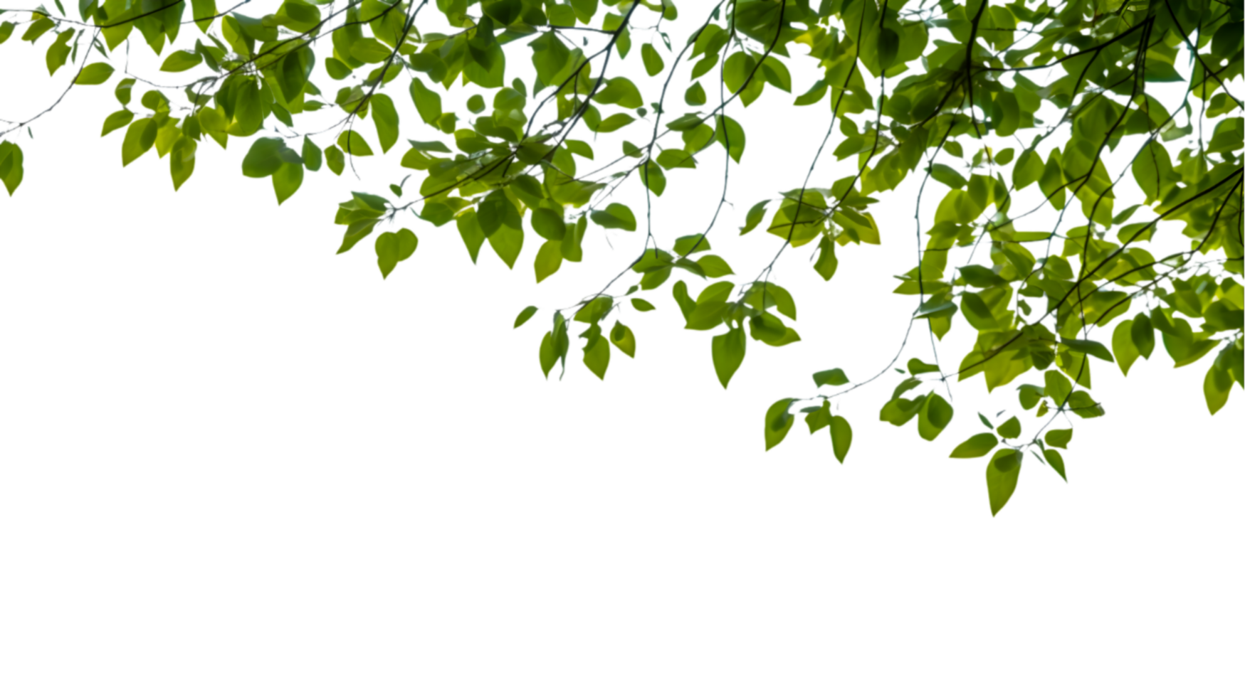 green leaves on a tree branch with a transparent background png