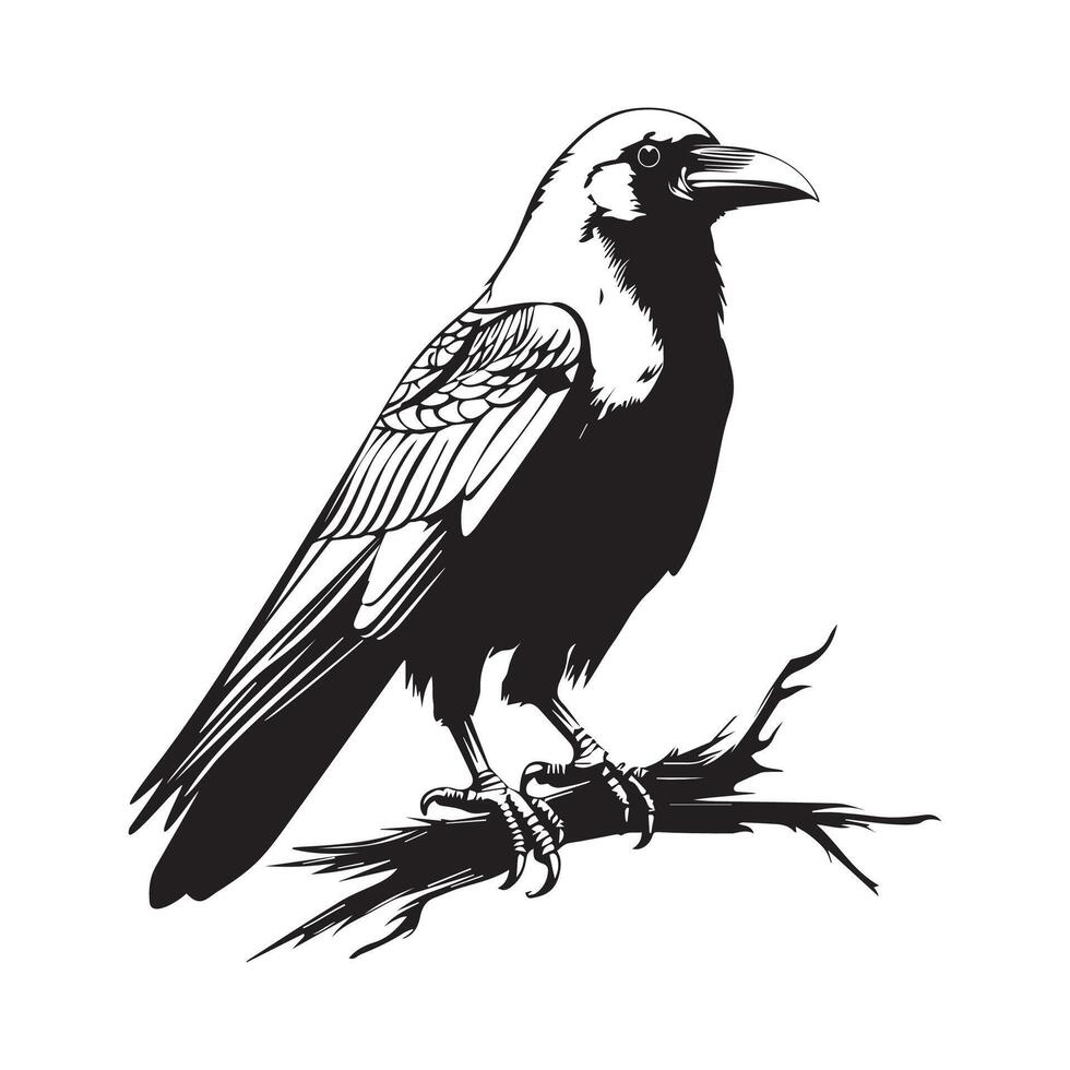 Crow standing on branch Image, Isolated on White Background vector