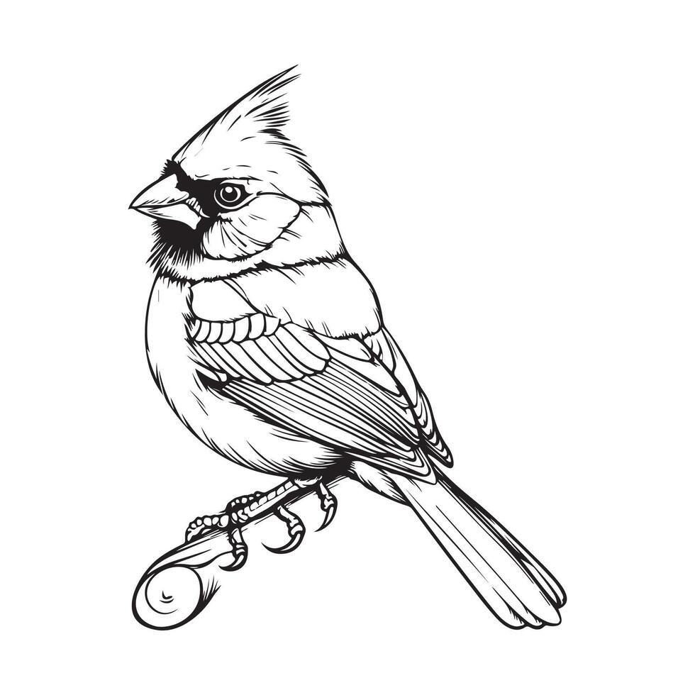 Cardinal bird Black and White Stock art and Images vector