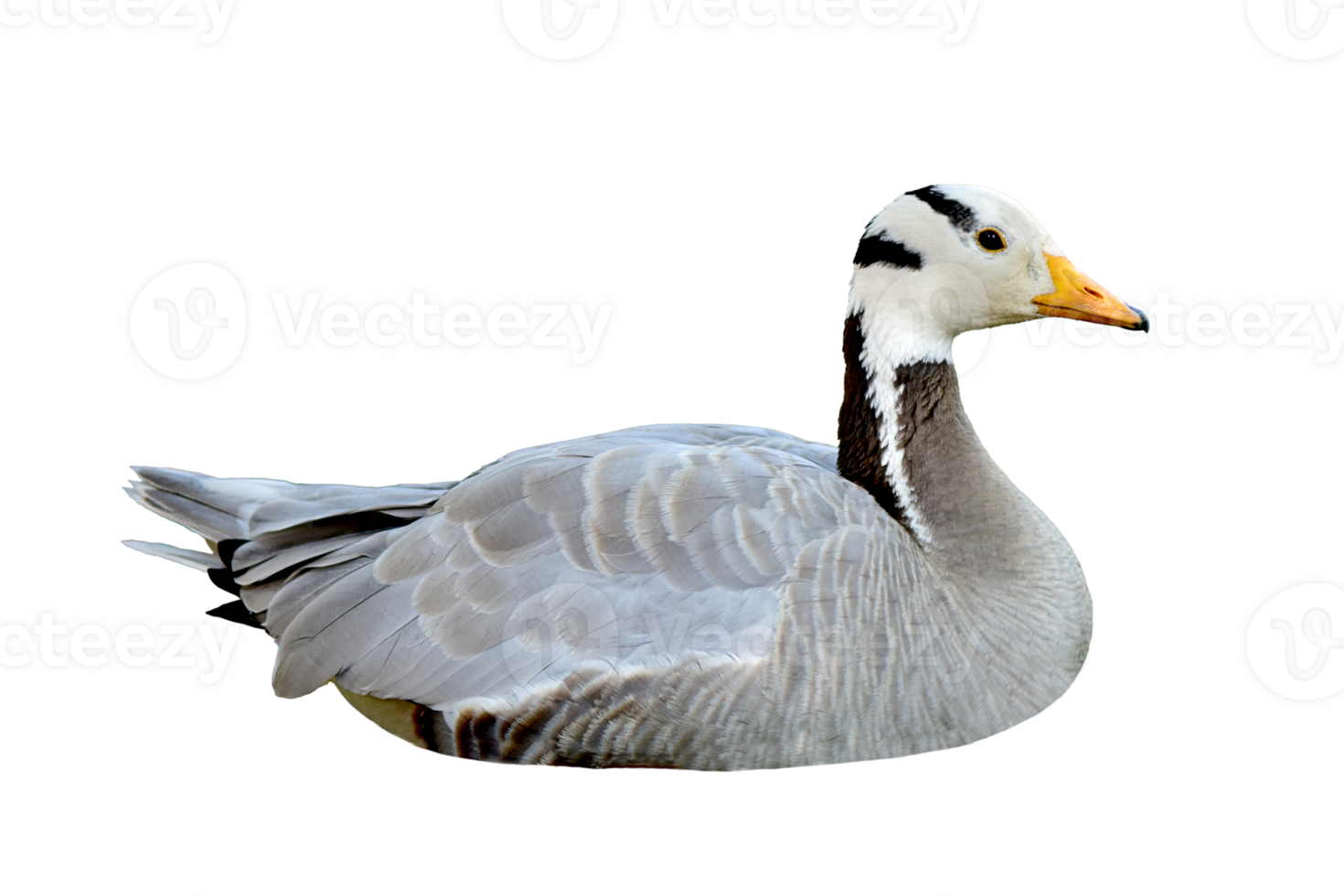 Mallard Duck with clipping path. Colorful wild duck png