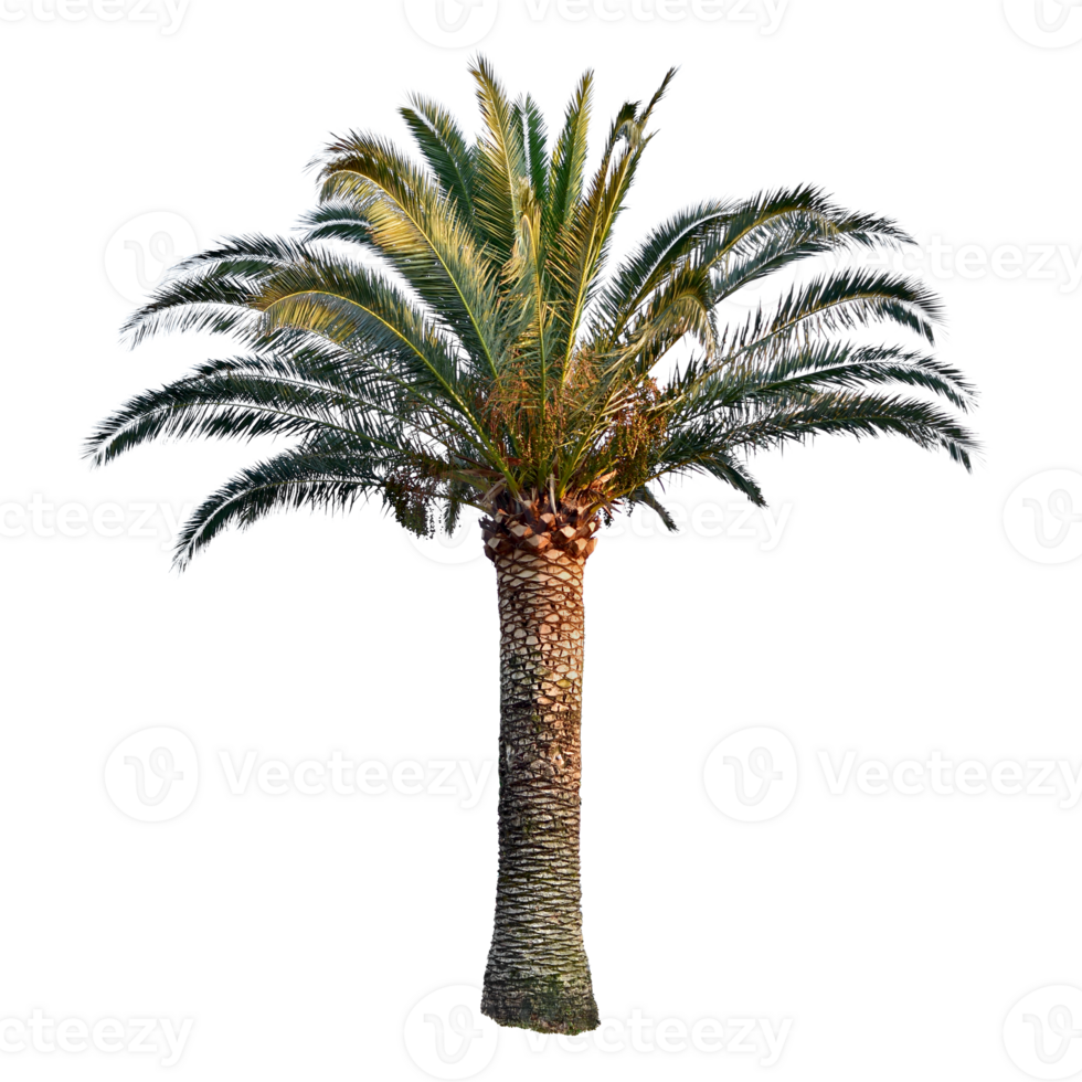 Date palmier. tropical plante clipart. phénix dactylifera, les arécacées, grog paume png