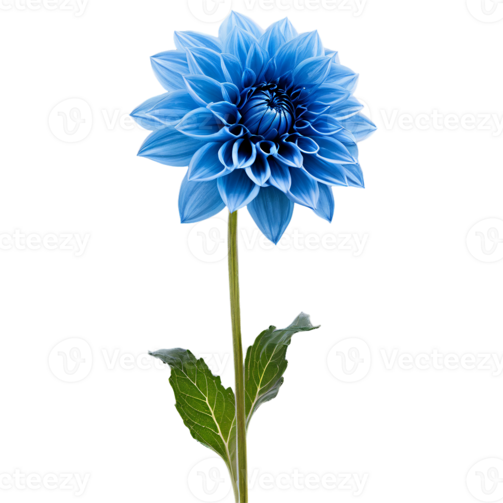 Close-up of a stunning blue dahlia flower with detailed petals, leaves, and stem isolated transparent background png