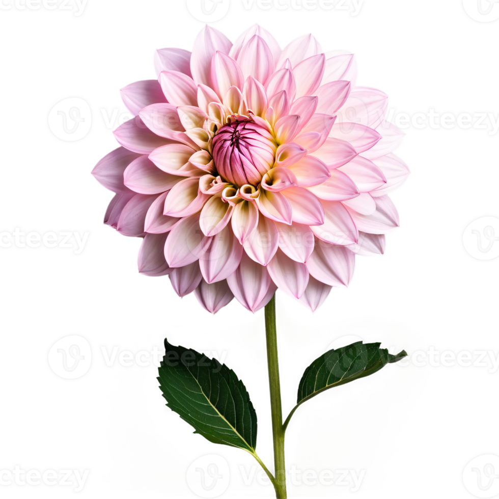 Nahansicht von ein atemberaubend Licht Rosa Pastell- Dahlie Blume mit detailliert Blütenblätter, Blätter, und Stengel isoliert transparent Hintergrund png