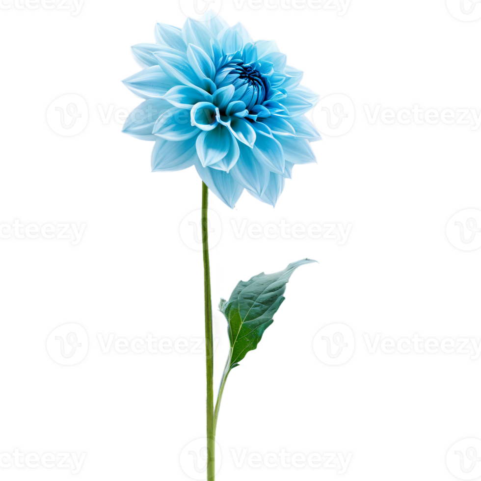 Close-up of a stunning light blue pastel dahlia flower with detailed petals, leaves, and stem isolated transparent background png
