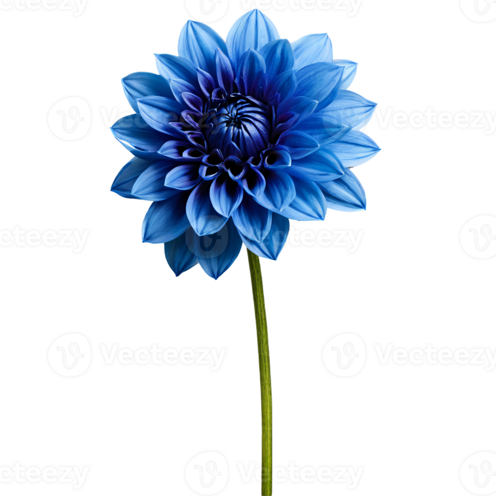 Close-up of a stunning blue dahlia flower with detailed petals and stem isolated transparent background png