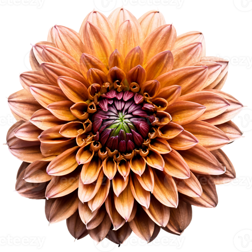 detailopname van een verbijsterend gouden bruin dahlia bloem met gedetailleerd bloemblaadjes geïsoleerd transparant achtergrond png