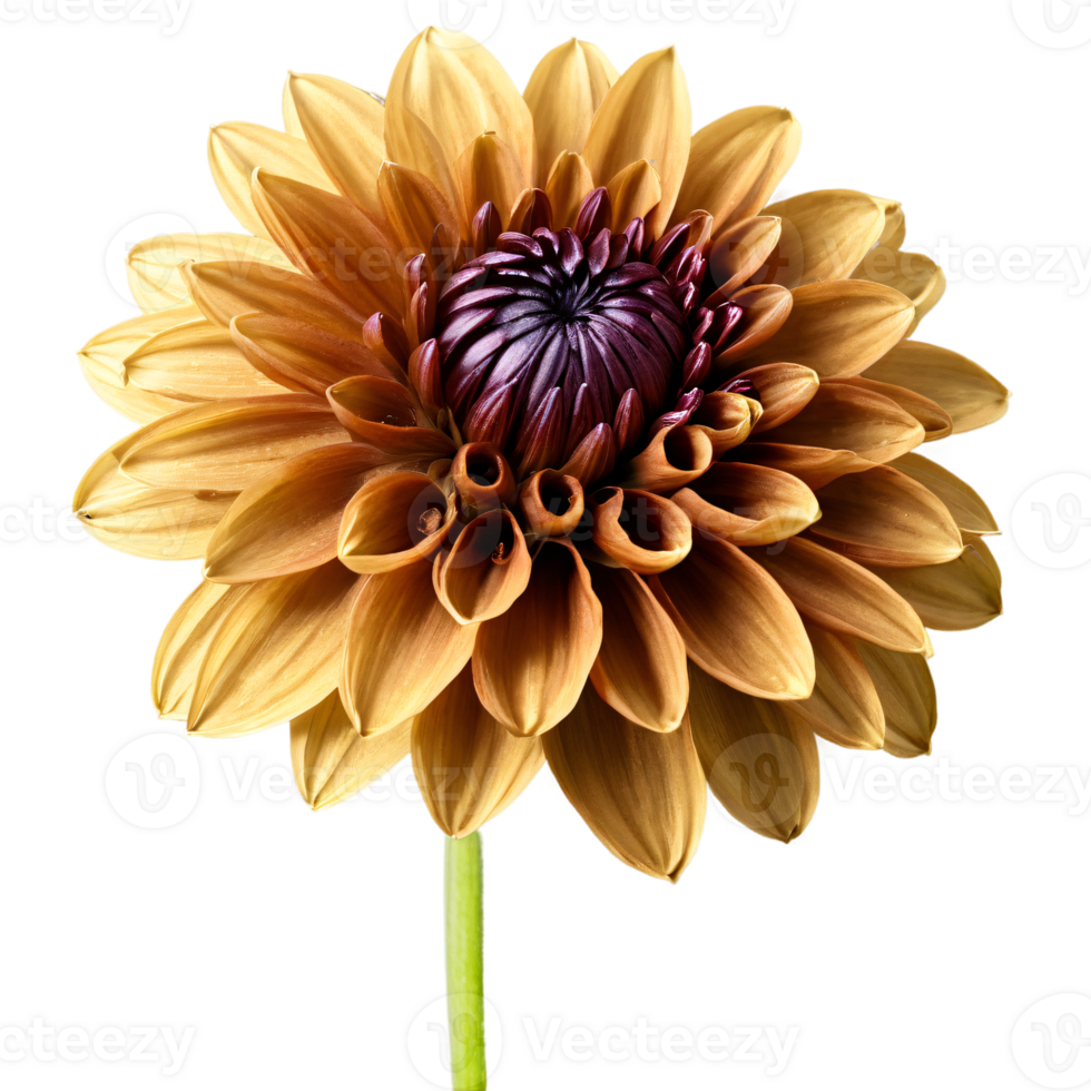 Close-up of a stunning golden brown dahlia flower with detailed petals and stem isolated transparent background png