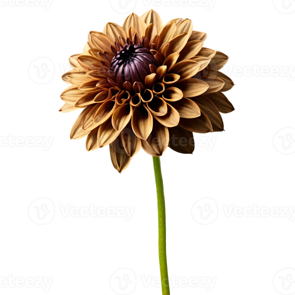 Close-up of a stunning golden brown dahlia flower with detailed petals and stem isolated transparent background png