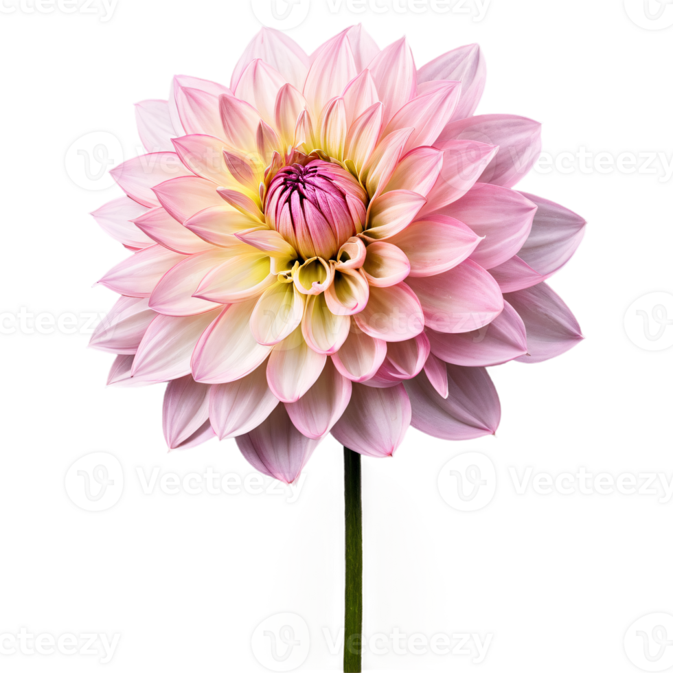 Close-up of a stunning light pink pastel dahlia flower with detailed petals and stem isolated transparent background png