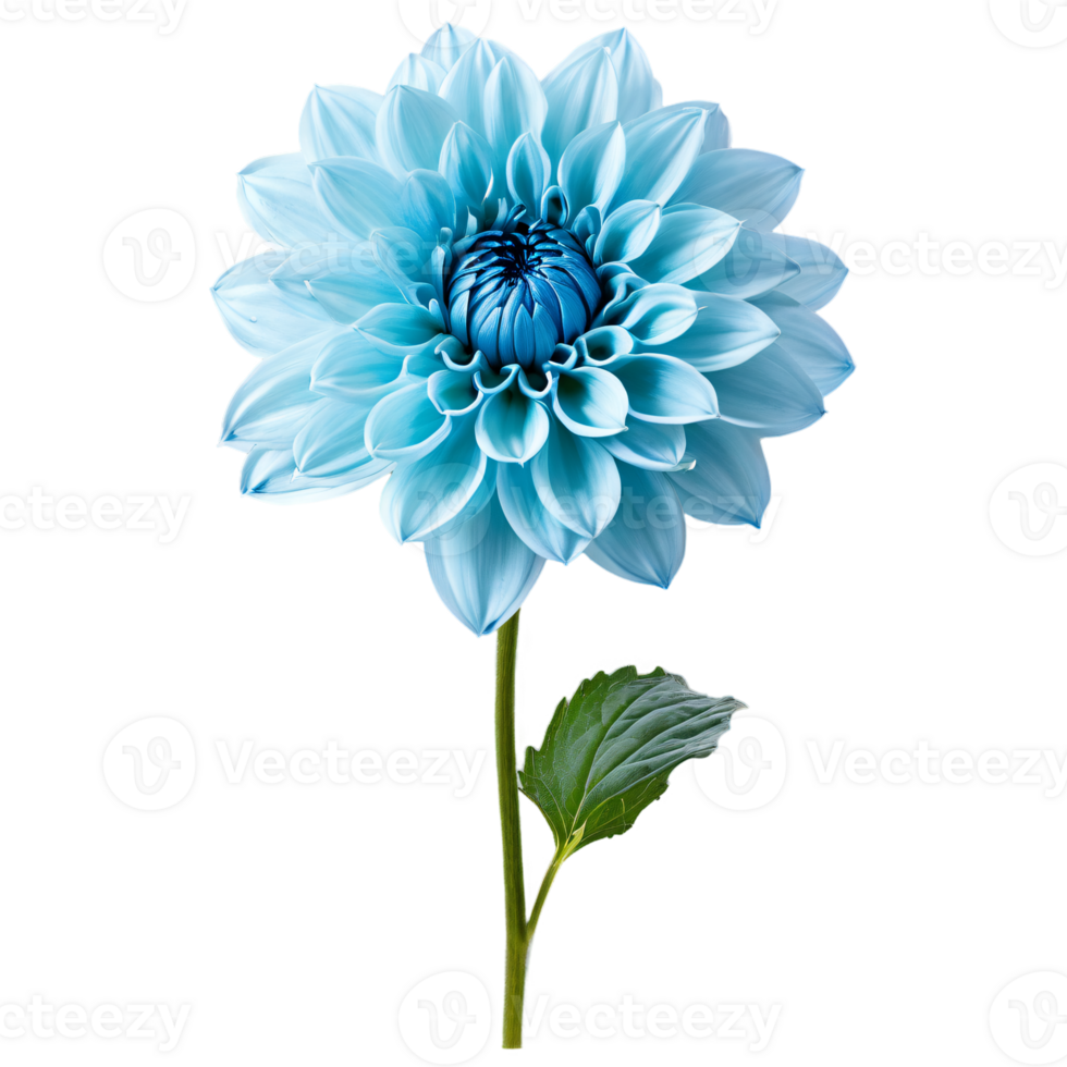 Close-up of a stunning light blue pastel dahlia flower with detailed petals, leaves, and stem isolated transparent background png