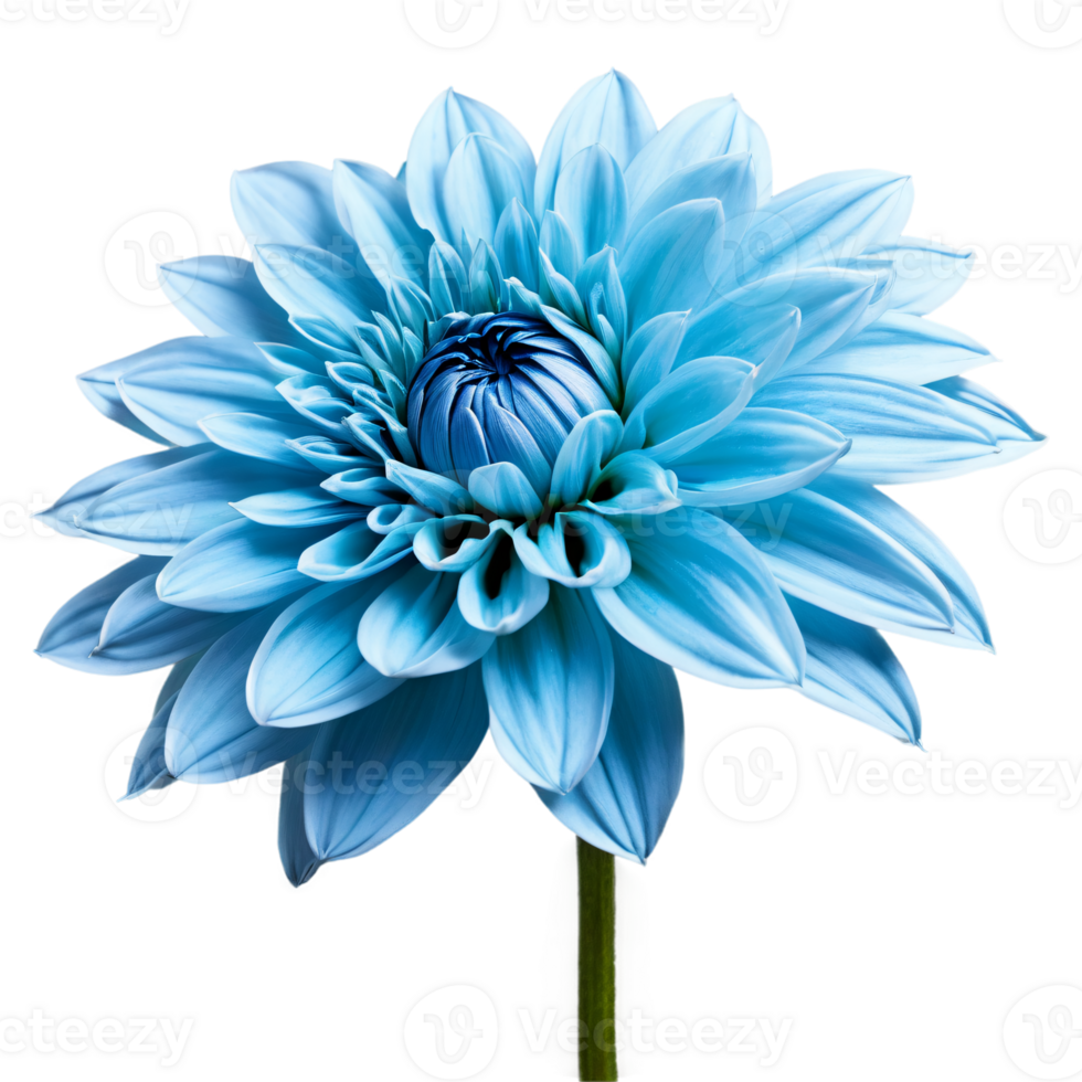 Close-up of a stunning light blue pastel dahlia flower with detailed petals and stem isolated transparent background png