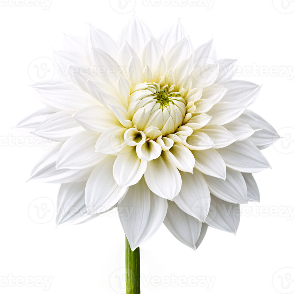 Close-up of a stunning pure white dahlia flower with detailed petals and stem isolated transparent background png