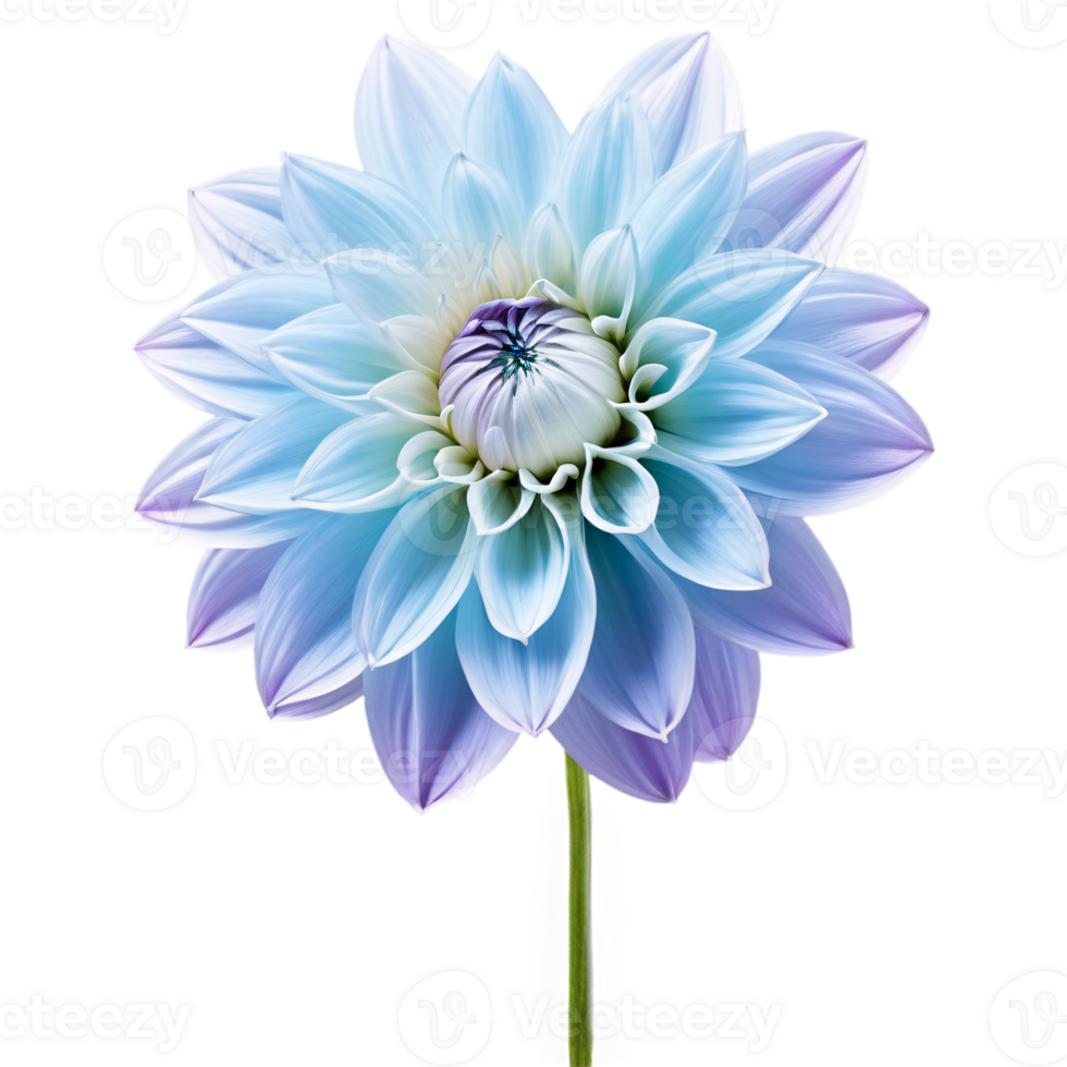 Close-up of a stunning light blue and purple violet dahlia flower with detailed petals and stem isolated transparent background png