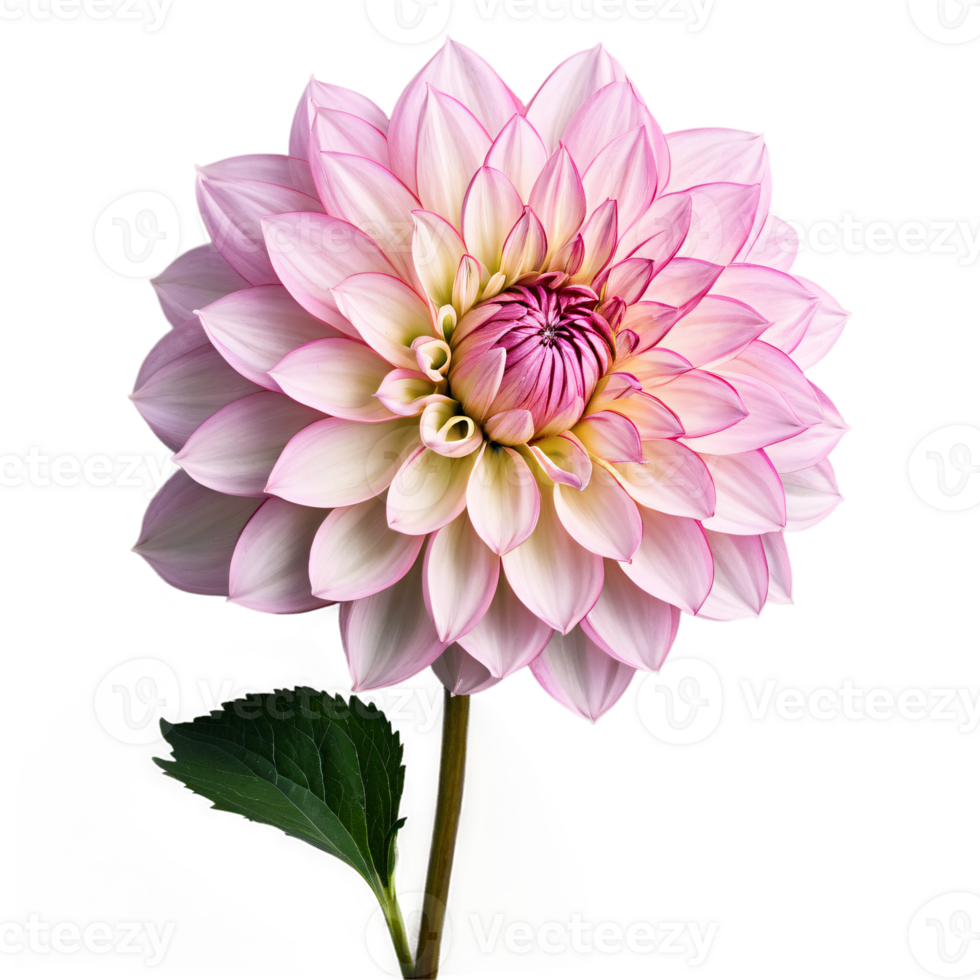 Close-up of a stunning light pink pastel dahlia flower with detailed petals, leaves, and stem isolated transparent background png