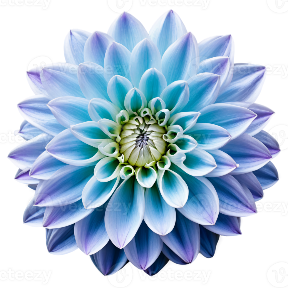 Close-up of a stunning light blue and purple violet dahlia flower with detailed petals isolated transparent background png