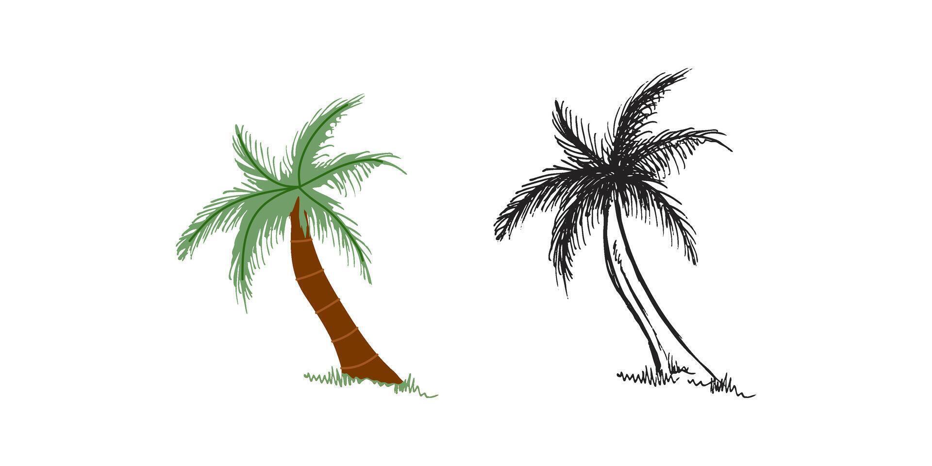 Cute hand drawn palm tree. Flat and outline black illustration isolated on white background. Doodle drawing. vector