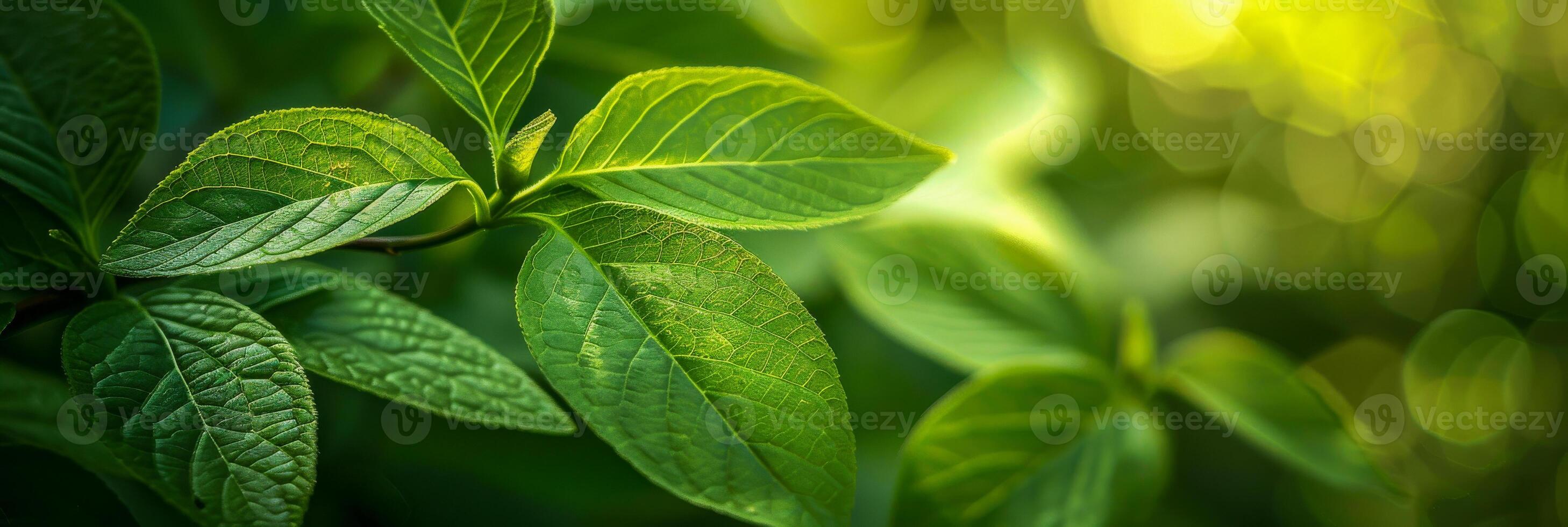 Sunlight filters through fresh green leaves, casting a warm glow and highlighting the intricate vein patterns in a dance of light and shadows photo