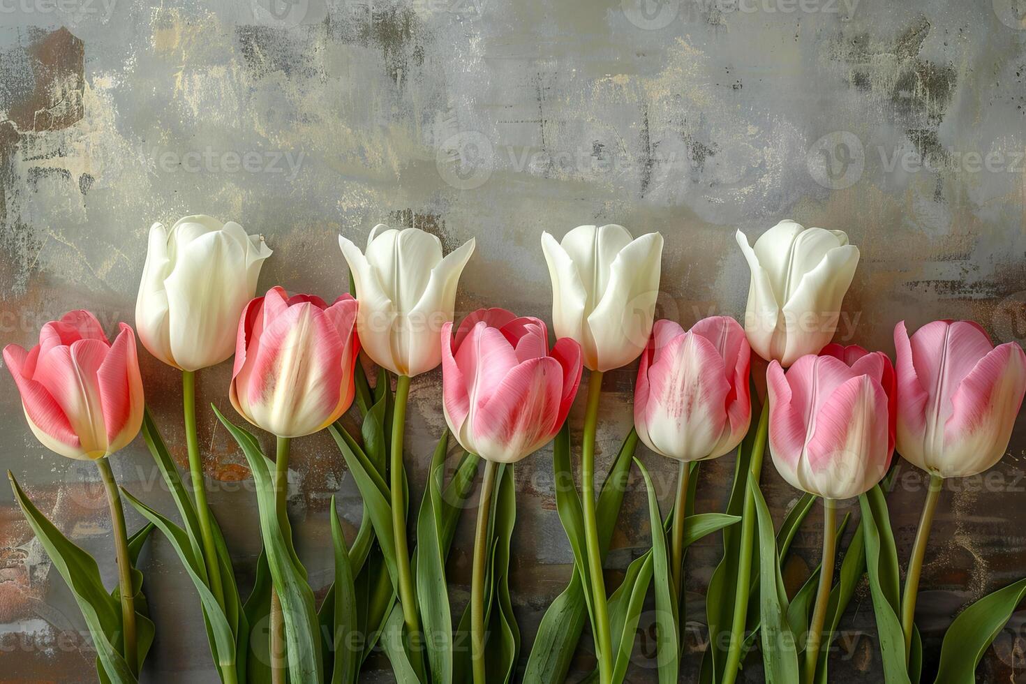 A row of elegant pink and white tulips aligned gracefully against a textured backdrop, capturing the beauty of spring blooms photo