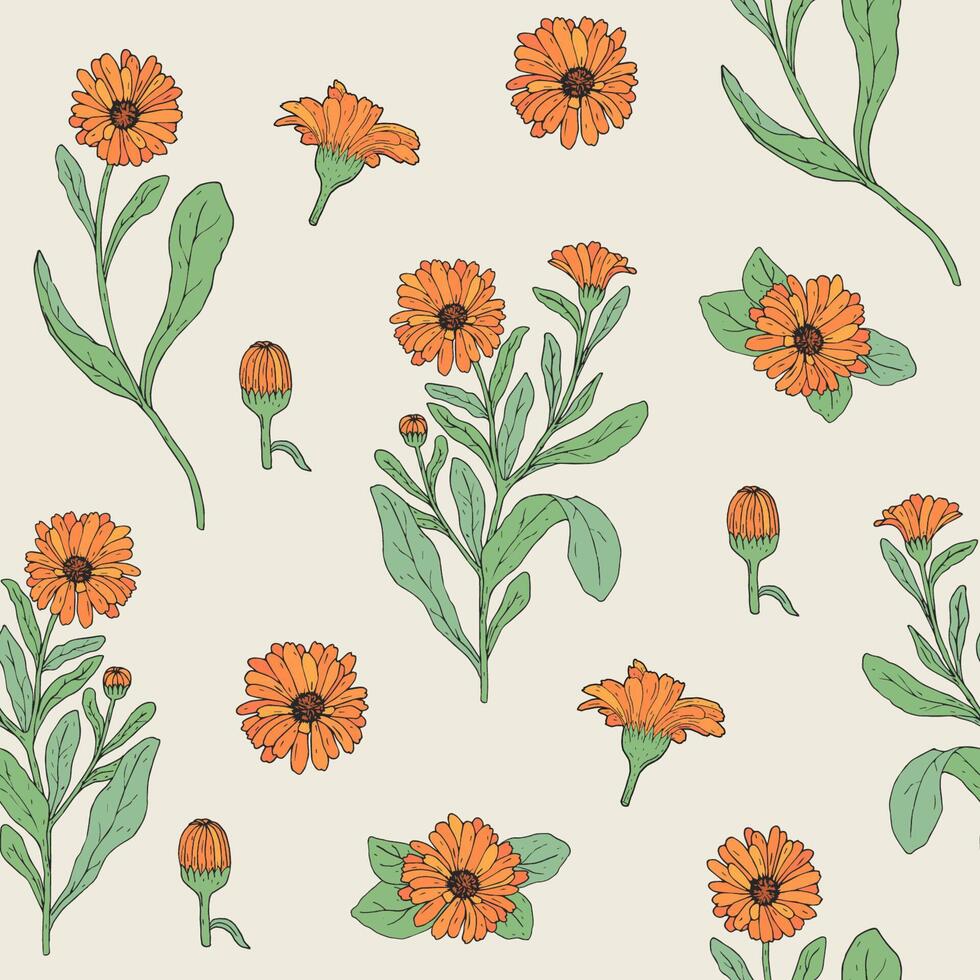 Colored botanical seamless pattern with blooming calendula plant, cut flower heads and buds hand drawn. Beautiful medicinal flowering herb. illustration for textile print, wallpaper. vector