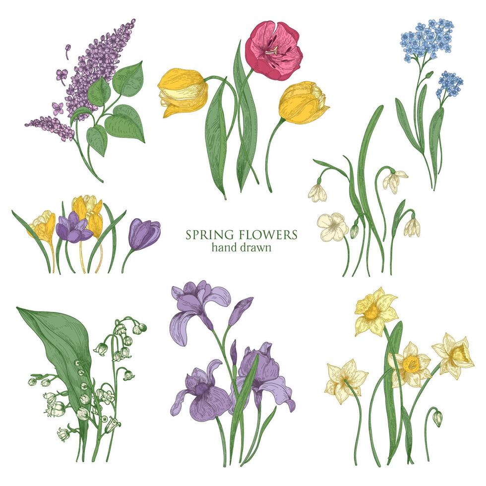 colección de floreciente primavera flores y floración plantas mano dibujado en Clásico estilo - tulipán, lila, narciso, no me olvides, azafrán, lirio de el valle, iris, campanilla de febrero. ilustración. vector