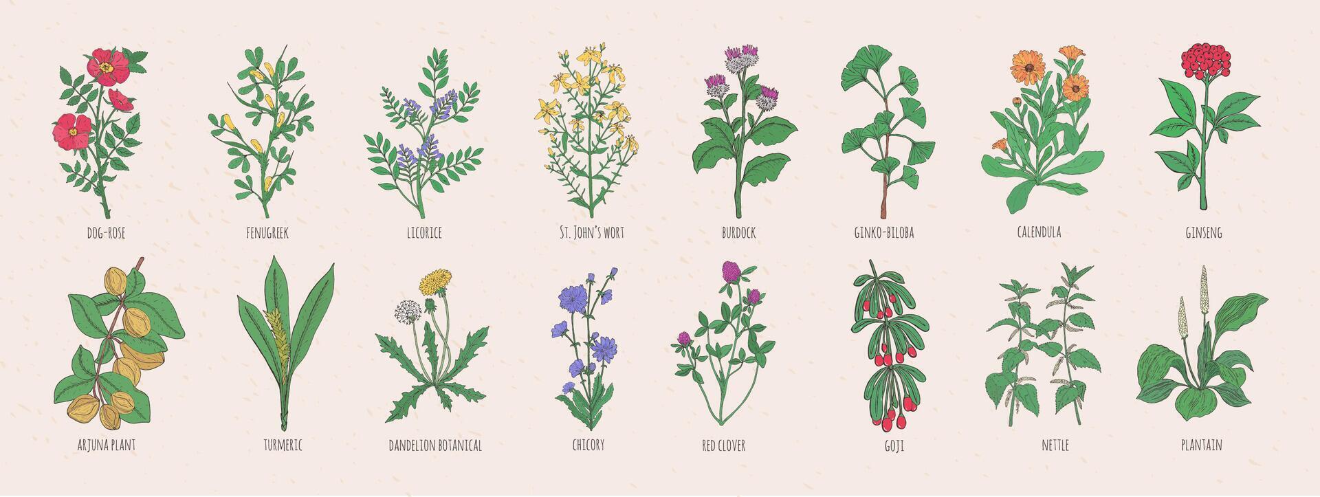 Collection of wild meadow herbs, blooming flowers and tropical plants with edible berries hand drawn in vintage style and isolated on white background. Detailed botanical illustration. vector