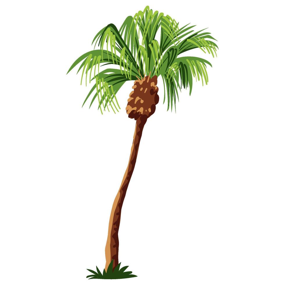 palmera aislado sobre fondo blanco vector