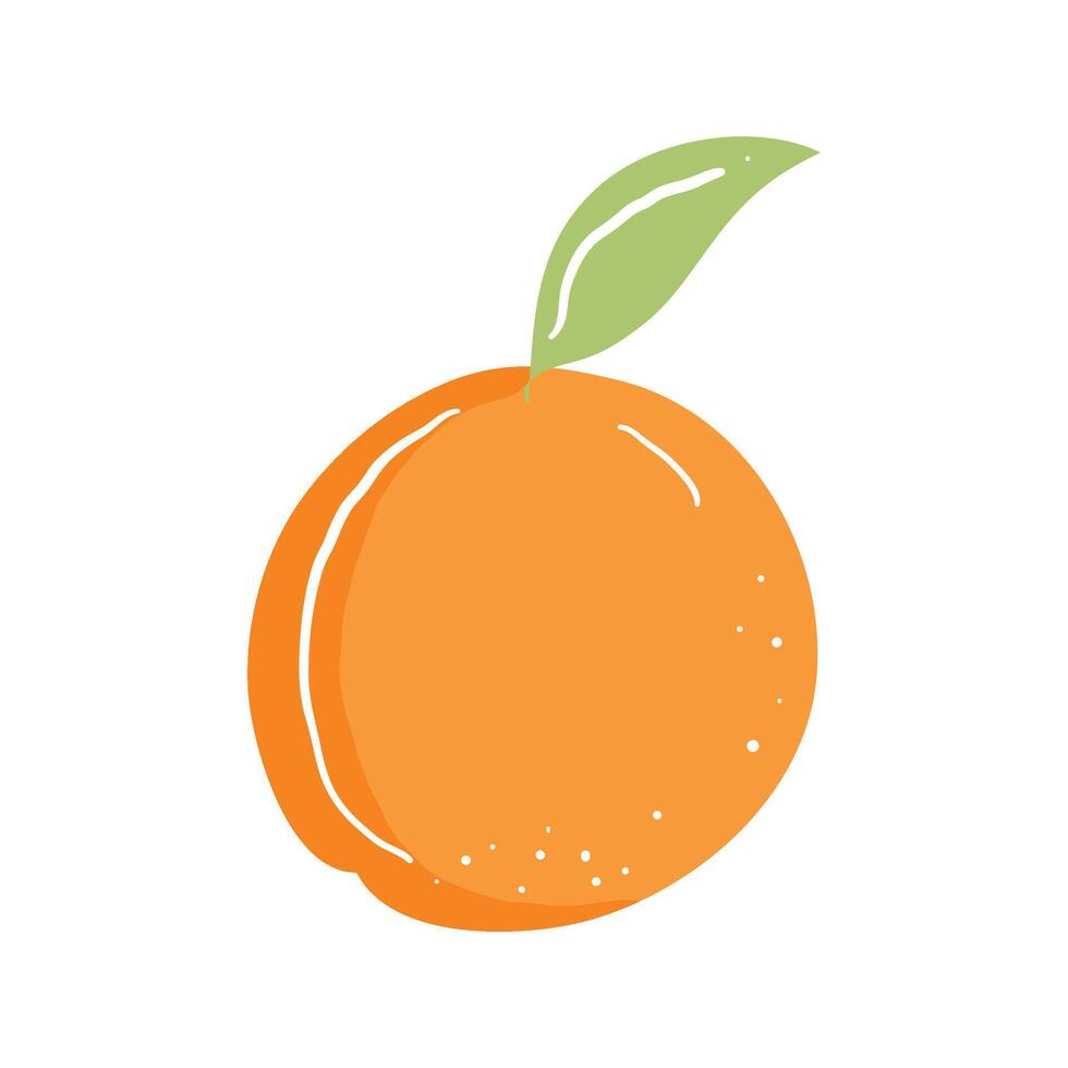 fresh orange fruit healthy on white background vector