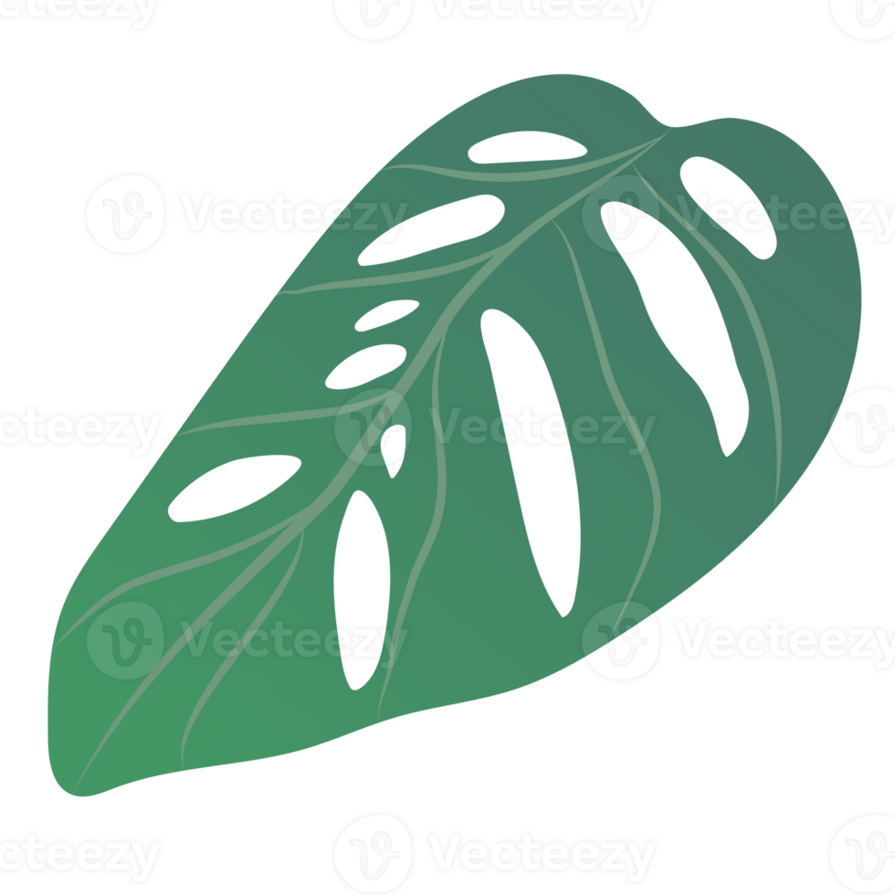 green monstera leaf isolated on background png