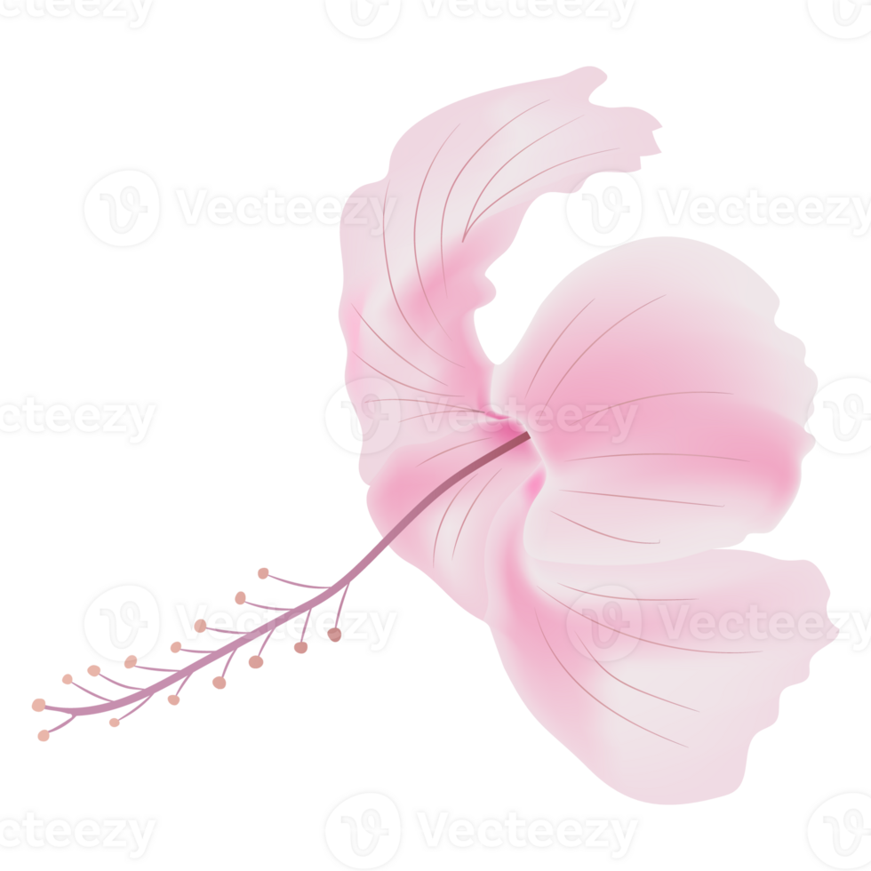 light pink rose mallow flower isolate on background png