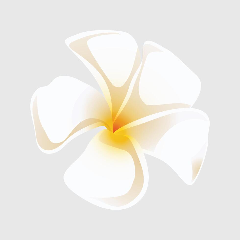 plumeria tropical flower illustration on white background vector