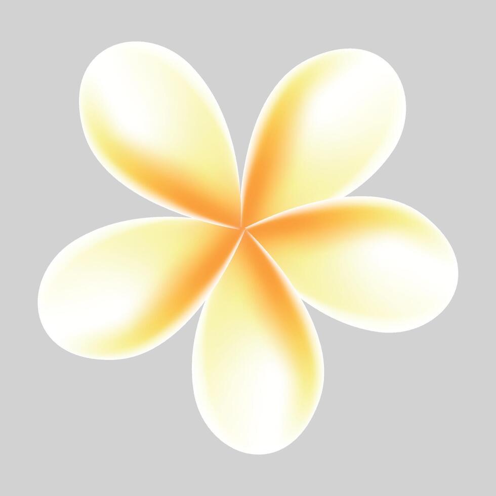 plumeria tropical flower illustration on white background vector