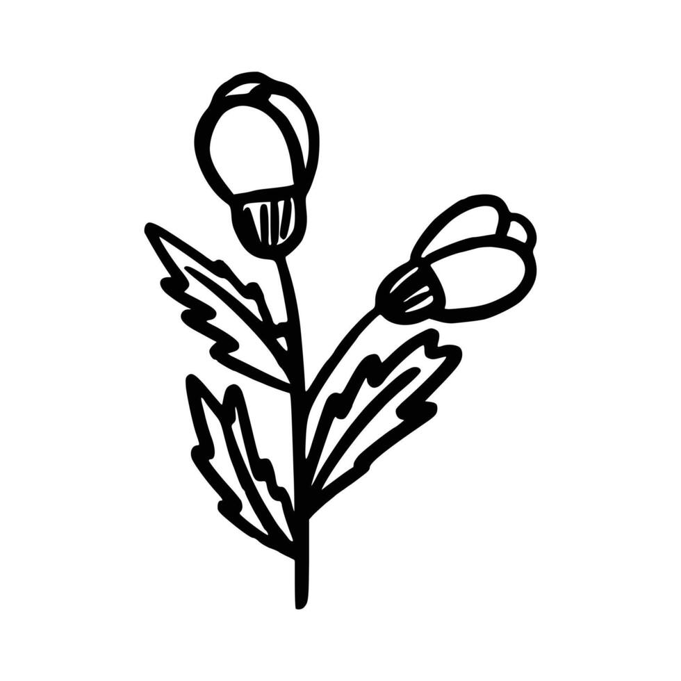 dibujado a mano flor. botánico elemento vector