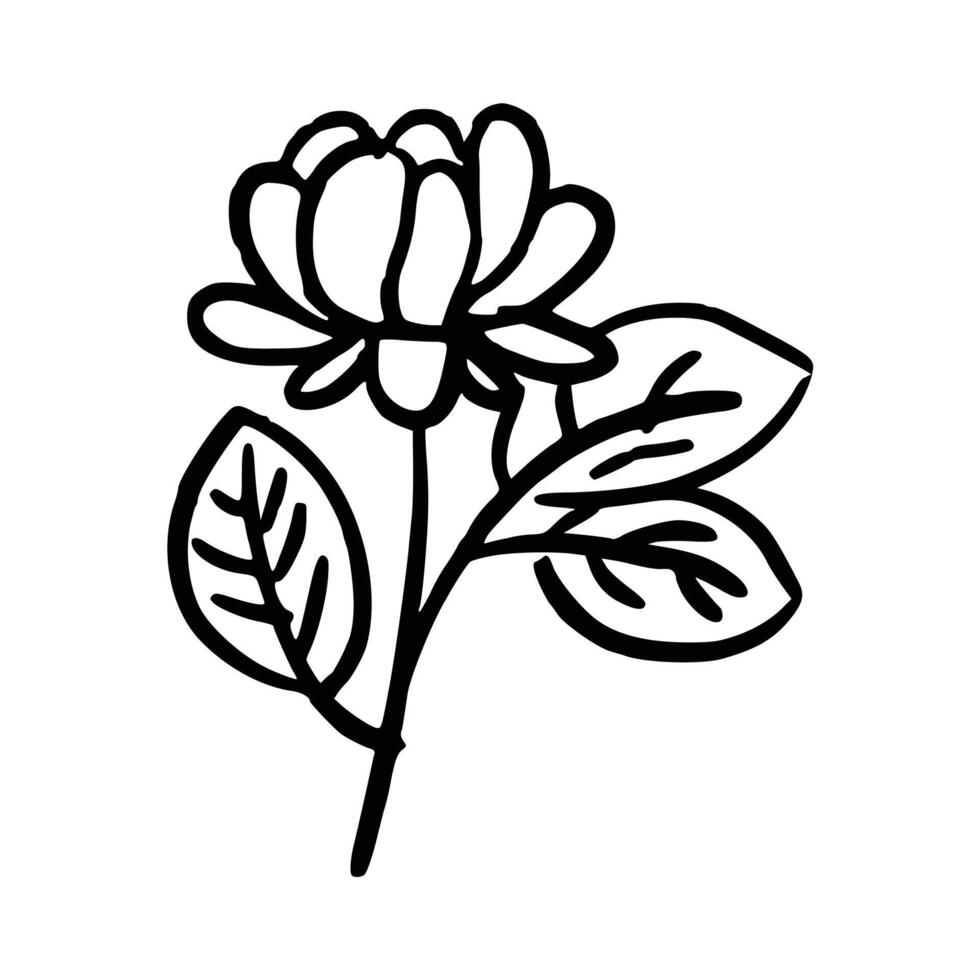 Handdrawn flower. botanical element vector