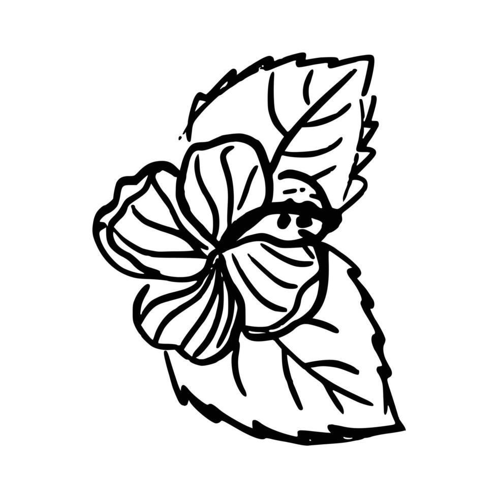 dibujado a mano flor. botánico elemento vector