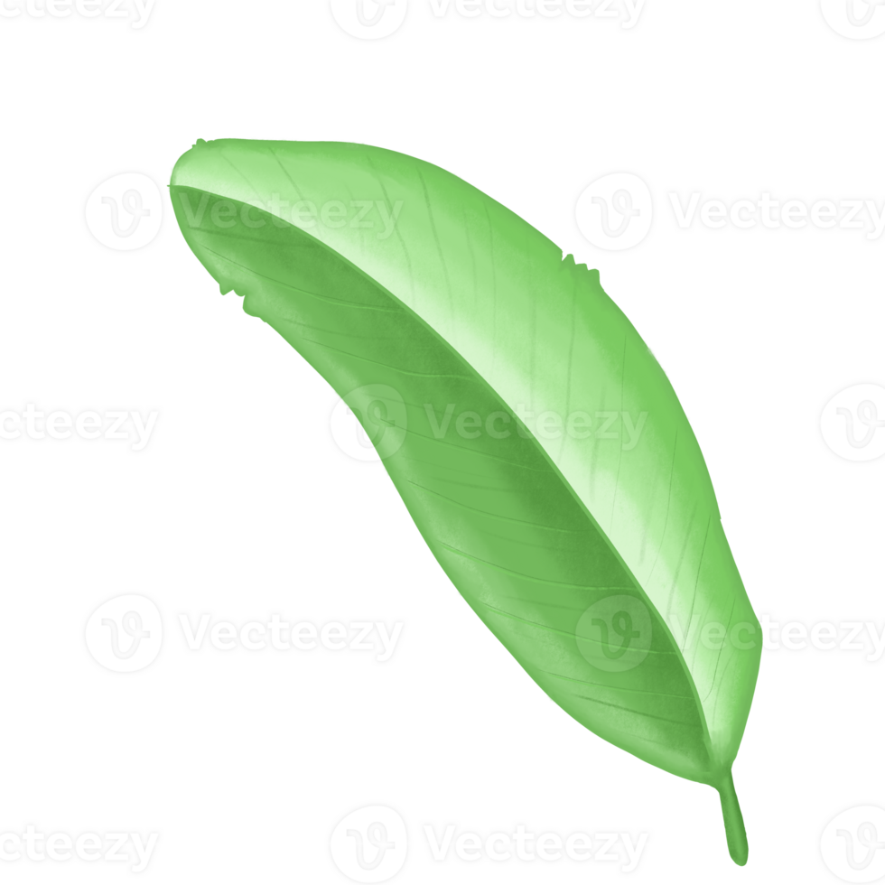 Beautiful Watercolor Leaves - Botanical Clipart for Design png