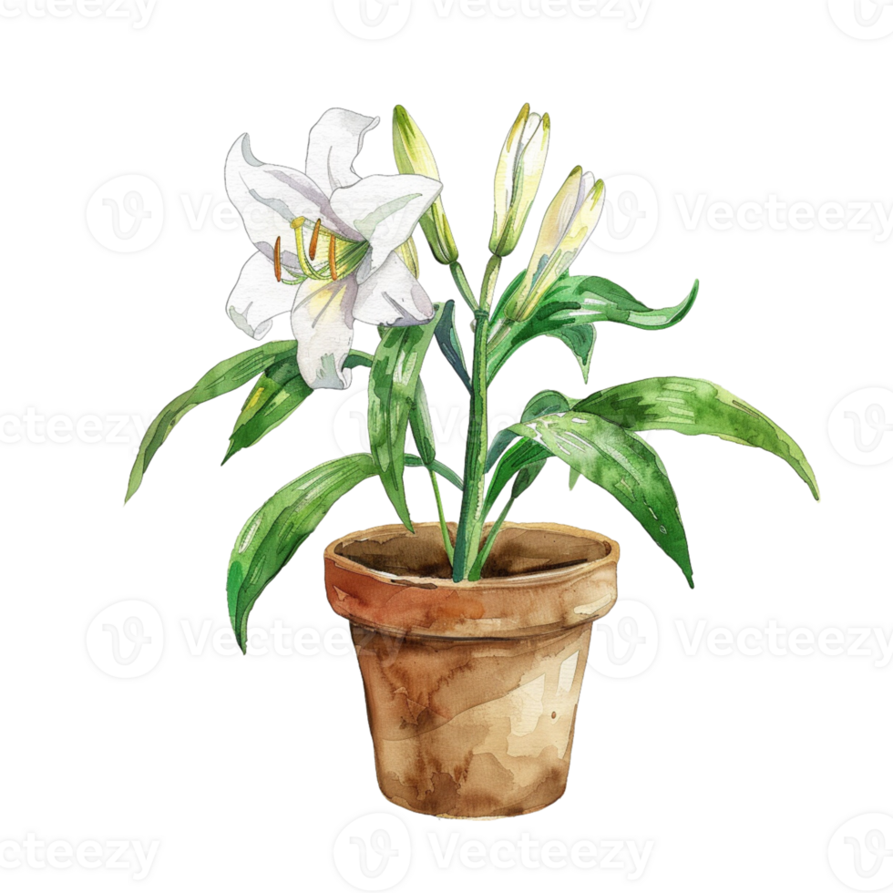 A watercolor illustration of an Alcatraz lily in a pot png