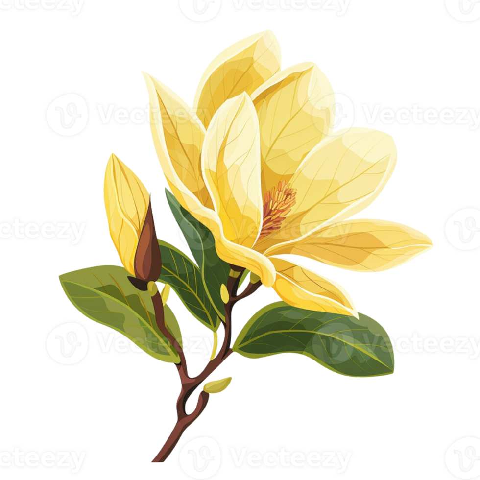 Yellow magnolia flower, in the style of clip art, flat illustration png