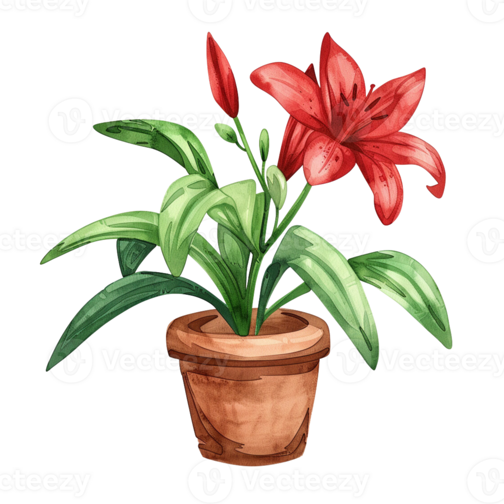 A cute illustration of an Alveus lily flower in the style of watercolor png