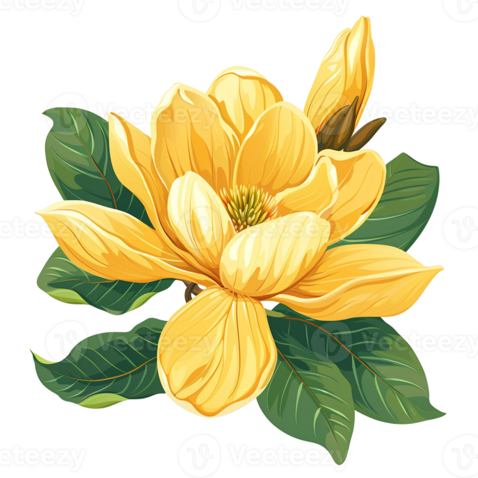 illustration of a yellow magnolia flower in the style of clip art png