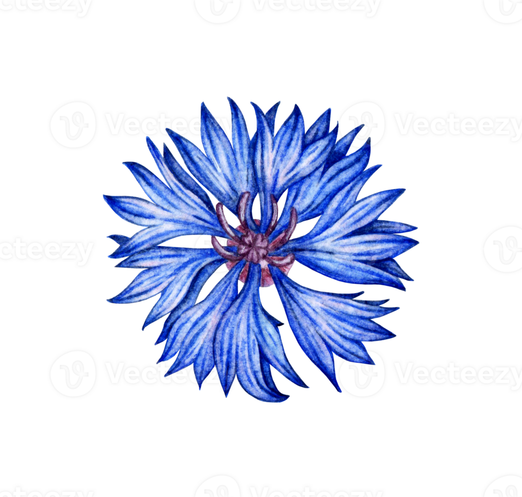 Watercolor illustration of blue cornflower flower. Botanical composition element isolated from background. Suitable for cosmetics, aromatherapy, medicine, treatment, care, design, cooking, png