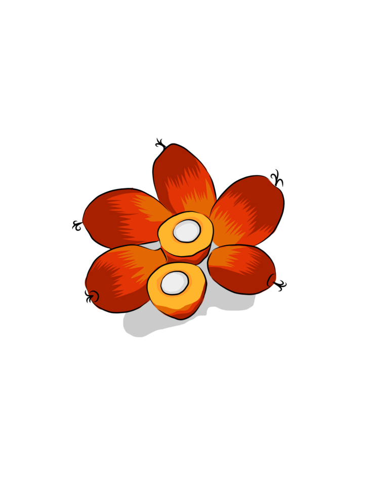 Illustration of oil palm fruit png
