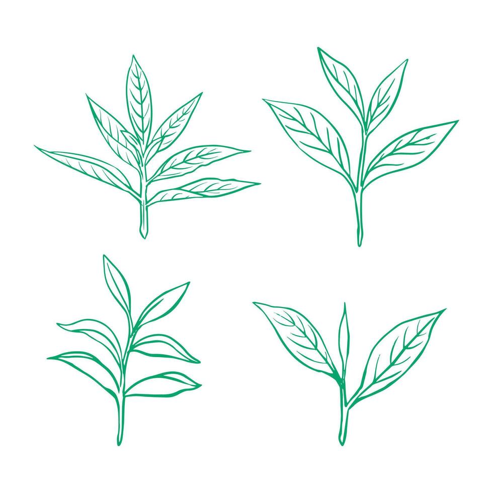 Green Tea leaf and outline vector