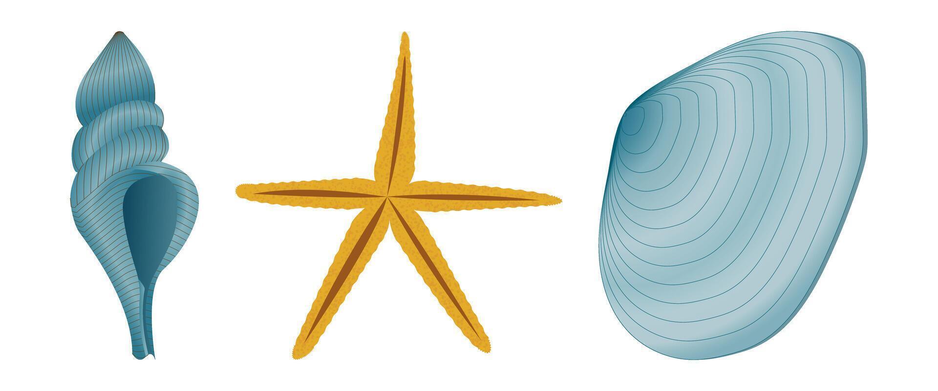 mar elementos azul conchas y estrella vector