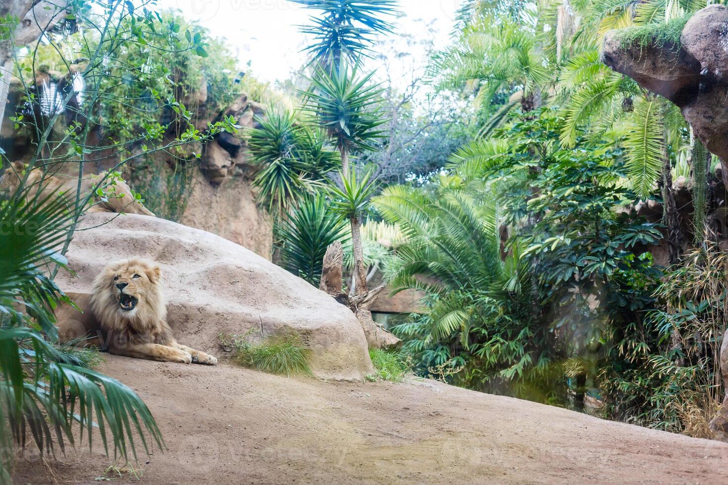 A lion lies on a stone and looks forward. photo