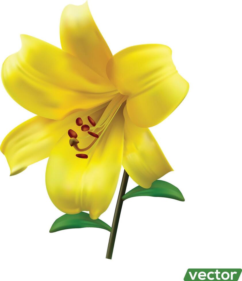 Yellow lily flower isolated on white background. Realistic illustration. vector