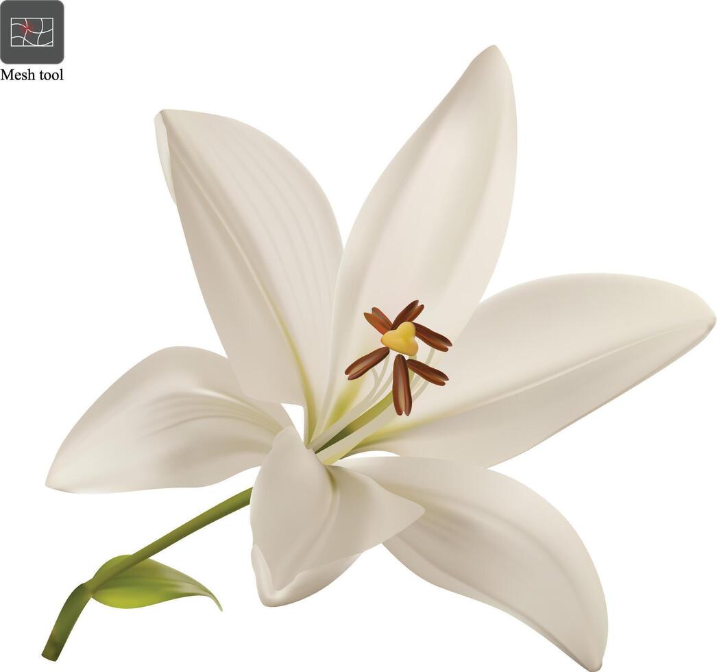 White lily flower head closeup isolated. Realistic illustration vector