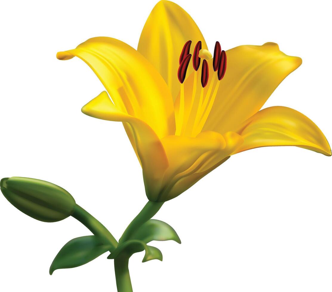 Yellow lily flowers on a white background vector