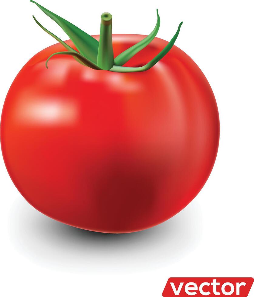 tomate aislado en blanco. realista ilustración de grande maduro rojo Fresco tomate aislado en blanco antecedentes vector